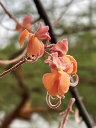 – Pink Shower Tree – Coral Shower Tree – Horse Cassia – Cassia grandisمن أسمائها المتداولة: كاسيا جرانديز – كاسيا وردية – كاسيا كبيرة – شجرة الكاسيا الوردية