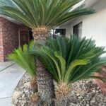 من أسمائها المتداولة: السيكاس، نخيل السيكاس، نخيل الساغو الياباني، Sago Palm، Japanese Sago Palm، King Sago Palm
