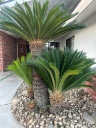 من أسمائها المتداولة: السيكاس، نخيل السيكاس، نخيل الساغو الياباني، Sago Palm، Japanese Sago Palm، King Sago Palm