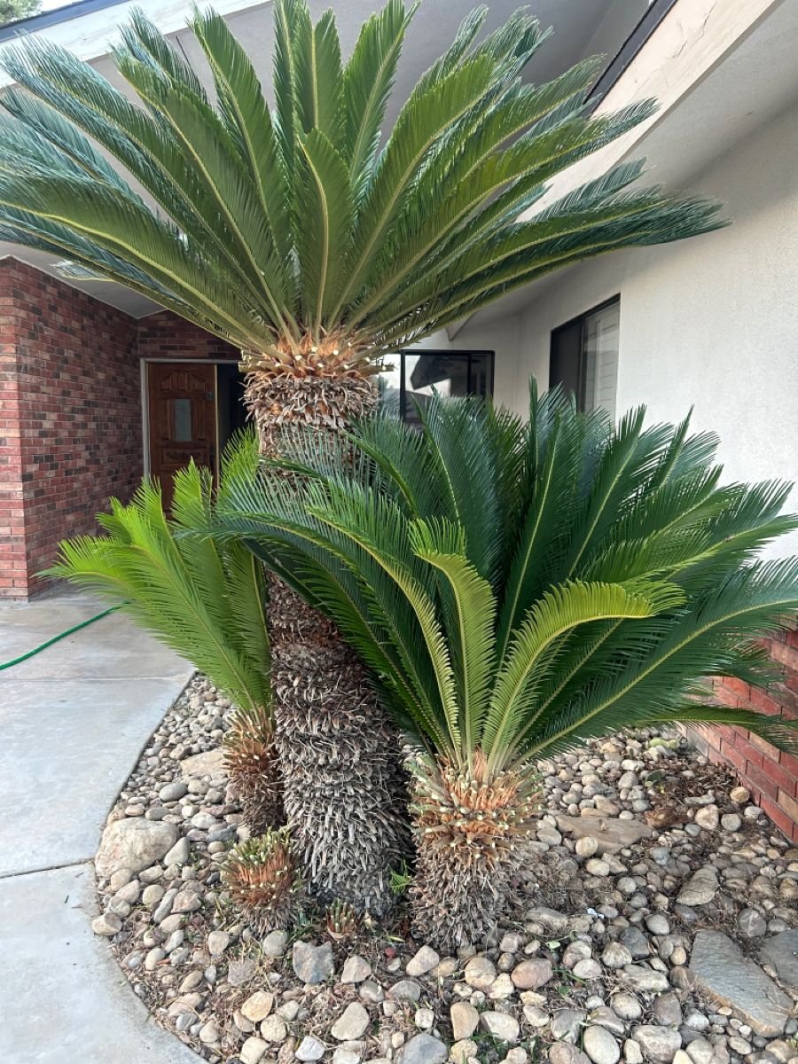 من أسمائها المتداولة: السيكاس، نخيل السيكاس، نخيل الساغو الياباني، Sago Palm، Japanese Sago Palm، King Sago Palm