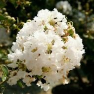 – White Crape Myrtle – White Crepe Myrtle – Lagerstroemia ‘Sarah’s Favorite’من أسمائها المتداولة: تمر حنا أبيض – لاغرستروميا أبيض – تمر حنة أبيض – كريب ميرتل أبيض