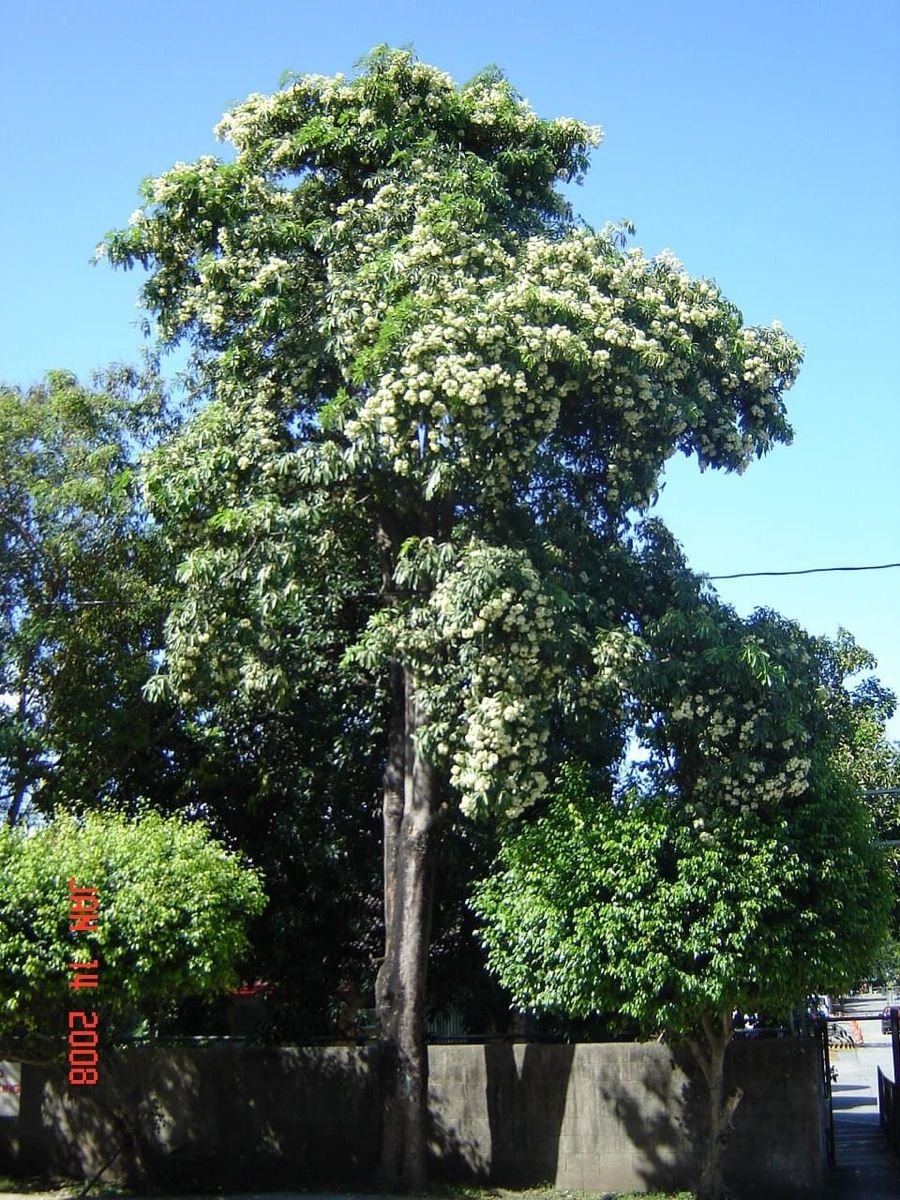 🌿 الاستونيا – Alstonia scholaris الاسم العلمي: Alstonia scholaris (L.) R.Br. من أسمائها المتداولة: الاستونيا – شجرة المليون زهرة – شجرة الزهور الكثيرة – شجرة السبورة – Devil's Tree – Blackboard Tree – Dita Tree – Alstonia scholaris