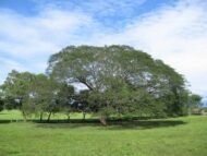 – Pacara Earpod Tree – Ear Pod Tree – Timbóمن أسمائها المتداولة: انترلوبـيوم – شجرة الأذن – شجرة أذن الفيل
