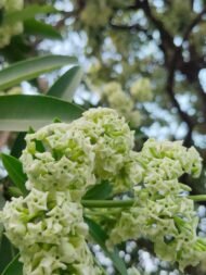 🌿 الاستونيا – Alstonia scholaris الاسم العلمي: Alstonia scholaris (L.) R.Br. من أسمائها المتداولة: الاستونيا – شجرة المليون زهرة – شجرة الزهور الكثيرة – شجرة السبورة – Devil's Tree – Blackboard Tree – Dita Tree – Alstonia scholaris