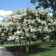– White Crape Myrtle – White Crepe Myrtle – Lagerstroemia ‘Sarah’s Favorite’من أسمائها المتداولة: تمر حنا أبيض – لاغرستروميا أبيض – تمر حنة أبيض – كريب ميرتل أبيض