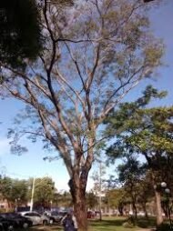 – Pacara Earpod Tree – Ear Pod Tree – Timbóمن أسمائها المتداولة: انترلوبـيوم – شجرة الأذن – شجرة أذن الفيل