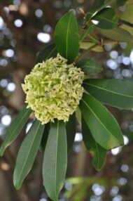 🌿 الاستونيا – Alstonia scholaris الاسم العلمي: Alstonia scholaris (L.) R.Br. من أسمائها المتداولة: الاستونيا – شجرة المليون زهرة – شجرة الزهور الكثيرة – شجرة السبورة – Devil's Tree – Blackboard Tree – Dita Tree – Alstonia scholaris