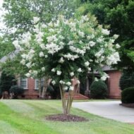 – White Crape Myrtle – White Crepe Myrtle – Lagerstroemia ‘Sarah’s Favorite’من أسمائها المتداولة: تمر حنا أبيض – لاغرستروميا أبيض – تمر حنة أبيض – كريب ميرتل أبيض