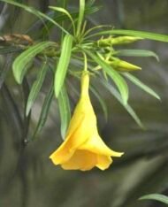 – Yellow Oleander – Lucky Nut – Trumpet Treeمن أسمائها المتداولة: ثيفيتيا – ثيفيتيا بيروفيانا – الدفلى الصفراء – الدفلى المكسيكية الصفراء