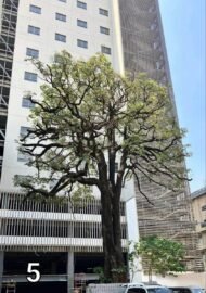 🌿 بذور الاستونيا – Alstonia scholaris - Image 6