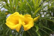 – Yellow Oleander – Lucky Nut – Trumpet Treeمن أسمائها المتداولة: ثيفيتيا – ثيفيتيا بيروفيانا – الدفلى الصفراء – الدفلى المكسيكية الصفراء