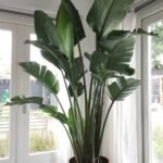 من أسمائها المتداولة: عصفور الجنة الأبيض، ستريليتزيا نيكولاي، نخيل عصفور الجنة، White Bird of Paradise، Wild Banana