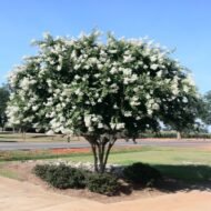 – White Crape Myrtle – White Crepe Myrtle – Lagerstroemia ‘Sarah’s Favorite’من أسمائها المتداولة: تمر حنا أبيض – لاغرستروميا أبيض – تمر حنة أبيض – كريب ميرتل أبيض