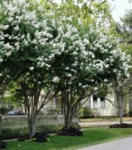 – White Crape Myrtle – White Crepe Myrtle – Lagerstroemia ‘Sarah’s Favorite’من أسمائها المتداولة: تمر حنا أبيض – لاغرستروميا أبيض – تمر حنة أبيض – كريب ميرتل أبيض