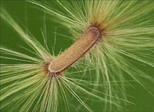 🌿 الاستونيا – Alstonia scholaris الاسم العلمي: Alstonia scholaris (L.) R.Br. من أسمائها المتداولة: الاستونيا – شجرة المليون زهرة – شجرة الزهور الكثيرة – شجرة السبورة – Devil's Tree – Blackboard Tree – Dita Tree – Alstonia scholaris