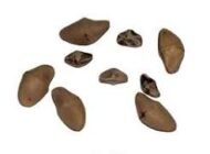 – Yellow Oleander – Lucky Nut – Trumpet Treeمن أسمائها المتداولة: ثيفيتيا – ثيفيتيا بيروفيانا – الدفلى الصفراء – الدفلى المكسيكية الصفراء