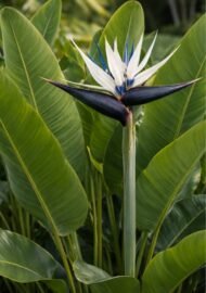 من أسمائها المتداولة: عصفور الجنة الأبيض، ستريليتزيا نيكولاي، نخيل عصفور الجنة، White Bird of Paradise، Wild Banana