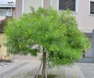 – Yellow Oleander – Lucky Nut – Trumpet Treeمن أسمائها المتداولة: ثيفيتيا – ثيفيتيا بيروفيانا – الدفلى الصفراء – الدفلى المكسيكية الصفراء