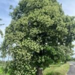 🌿 الاستونيا – Alstonia scholaris الاسم العلمي: Alstonia scholaris (L.) R.Br. من أسمائها المتداولة: الاستونيا – شجرة المليون زهرة – شجرة الزهور الكثيرة – شجرة السبورة – Devil's Tree – Blackboard Tree – Dita Tree – Alstonia scholaris