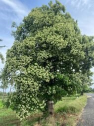🌿 الاستونيا – Alstonia scholaris الاسم العلمي: Alstonia scholaris (L.) R.Br. من أسمائها المتداولة: الاستونيا – شجرة المليون زهرة – شجرة الزهور الكثيرة – شجرة السبورة – Devil's Tree – Blackboard Tree – Dita Tree – Alstonia scholaris