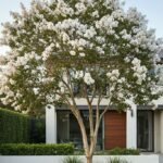 – White Crape Myrtle – White Crepe Myrtle – Lagerstroemia ‘Sarah’s Favorite’من أسمائها المتداولة: تمر حنا أبيض – لاغرستروميا أبيض – تمر حنة أبيض – كريب ميرتل أبيض