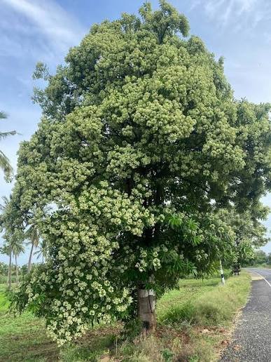🌿 الاستونيا – Alstonia scholaris الاسم العلمي: Alstonia scholaris (L.) R.Br. من أسمائها المتداولة: الاستونيا – شجرة المليون زهرة – شجرة الزهور الكثيرة – شجرة السبورة – Devil's Tree – Blackboard Tree – Dita Tree – Alstonia scholaris