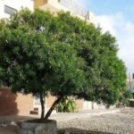 – Yellow Oleander – Lucky Nut – Trumpet Treeمن أسمائها المتداولة: ثيفيتيا – ثيفيتيا بيروفيانا – الدفلى الصفراء – الدفلى المكسيكية الصفراء