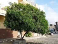 – Yellow Oleander – Lucky Nut – Trumpet Treeمن أسمائها المتداولة: ثيفيتيا – ثيفيتيا بيروفيانا – الدفلى الصفراء – الدفلى المكسيكية الصفراء