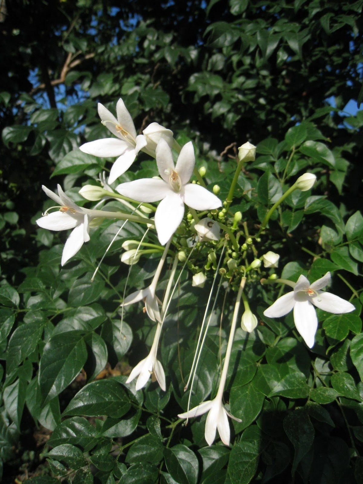 🌿 الاستونيا – Alstonia scholaris الاسم العلمي: Alstonia scholaris (L.) R.Br. من أسمائها المتداولة: الاستونيا – شجرة المليون زهرة – شجرة الزهور الكثيرة – شجرة السبورة – Devil's Tree – Blackboard Tree – Dita Tree – Alstonia scholaris