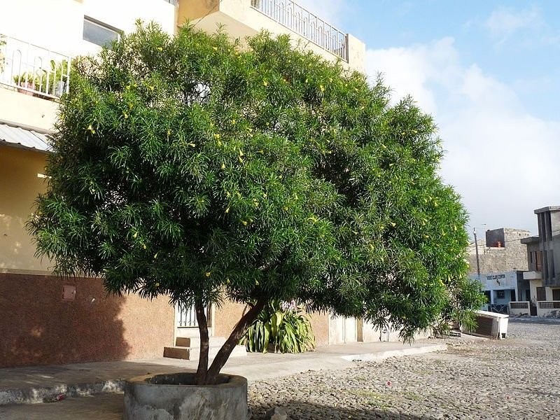 – Yellow Oleander – Lucky Nut – Trumpet Treeمن أسمائها المتداولة: ثيفيتيا – ثيفيتيا بيروفيانا – الدفلى الصفراء – الدفلى المكسيكية الصفراء