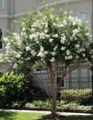 – White Crape Myrtle – White Crepe Myrtle – Lagerstroemia ‘Sarah’s Favorite’من أسمائها المتداولة: تمر حنا أبيض – لاغرستروميا أبيض – تمر حنة أبيض – كريب ميرتل أبيض