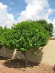 – Yellow Oleander – Lucky Nut – Trumpet Treeمن أسمائها المتداولة: ثيفيتيا – ثيفيتيا بيروفيانا – الدفلى الصفراء – الدفلى المكسيكية الصفراء