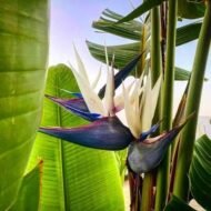 من أسمائها المتداولة: عصفور الجنة الأبيض، ستريليتزيا نيكولاي، نخيل عصفور الجنة، White Bird of Paradise، Wild Banana
