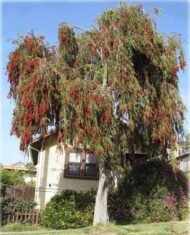 – Weeping Bottlebrush – Weeping Bottlebrush Tree – Red Bottlebrushمن أسمائها المتداولة : كاليستيمون – كاليستيمون صفصافي – شجرة فرشاة الزجاج – فرشاة الزجاج الأحمر