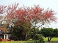 – Pink Shower Tree – Coral Shower Tree – Horse Cassia – Cassia grandisمن أسمائها المتداولة: كاسيا جرانديز – كاسيا وردية – كاسيا كبيرة – شجرة الكاسيا الوردية