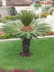 من أسمائها المتداولة: السيكاس، نخيل السيكاس، نخيل الساغو الياباني، Sago Palm، Japanese Sago Palm، King Sago Palm