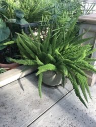 من أسمائها المتداولة: إسباركس ذيل القط، ذيل القط، سرخس الهليون، سرخس الزمرد، Asparagus Fern، Foxtail Fern، Emerald Fern