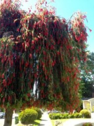 – Weeping Bottlebrush – Weeping Bottlebrush Tree – Red Bottlebrushمن أسمائها المتداولة : كاليستيمون – كاليستيمون صفصافي – شجرة فرشاة الزجاج – فرشاة الزجاج الأحمر