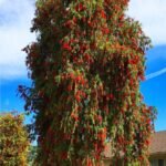 – Weeping Bottlebrush – Weeping Bottlebrush Tree – Red Bottlebrushمن أسمائها المتداولة : كاليستيمون – كاليستيمون صفصافي – شجرة فرشاة الزجاج – فرشاة الزجاج الأحمر