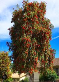 – Weeping Bottlebrush – Weeping Bottlebrush Tree – Red Bottlebrushمن أسمائها المتداولة : كاليستيمون – كاليستيمون صفصافي – شجرة فرشاة الزجاج – فرشاة الزجاج الأحمر