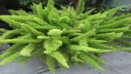 من أسمائها المتداولة: إسباركس ذيل القط، ذيل القط، سرخس الهليون، سرخس الزمرد، Asparagus Fern، Foxtail Fern، Emerald Fern