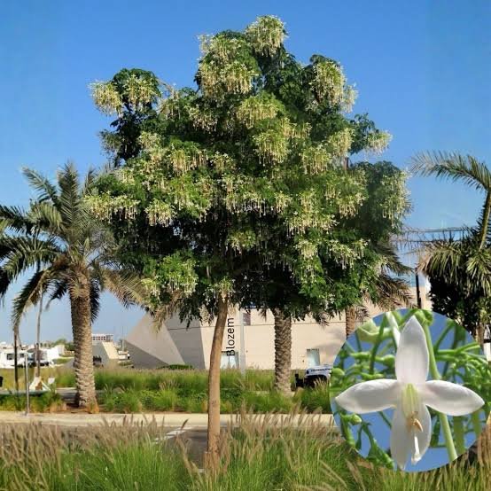 🌿 منجلتونيا عطرية – Millingtonia hortensis الاسم العلمي: Millingtonia hortensis L.f. من أسمائها المتداولة: منجلتونيا عطرية – شجرة المنجلتونيا – الياسمين الشجري – شجرة الياسمين الهندي – Indian Cork Tree – Tree Jasmine – Jasmine Tree – Millingtonia hortensis