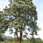 🌿 منجلتونيا عطرية – Millingtonia hortensis الاسم العلمي: Millingtonia hortensis L.f. من أسمائها المتداولة: منجلتونيا عطرية – شجرة المنجلتونيا – الياسمين الشجري – شجرة الياسمين الهندي – Indian Cork Tree – Tree Jasmine – Jasmine Tree – Millingtonia hortensis