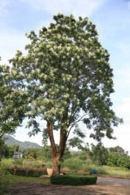 🌿 منجلتونيا عطرية – Millingtonia hortensis الاسم العلمي: Millingtonia hortensis L.f. من أسمائها المتداولة: منجلتونيا عطرية – شجرة المنجلتونيا – الياسمين الشجري – شجرة الياسمين الهندي – Indian Cork Tree – Tree Jasmine – Jasmine Tree – Millingtonia hortensis