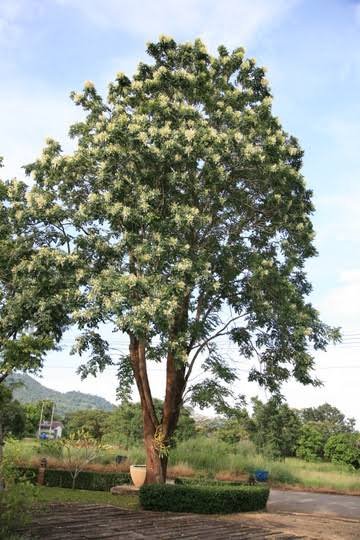 🌿 منجلتونيا عطرية – Millingtonia hortensis الاسم العلمي: Millingtonia hortensis L.f. من أسمائها المتداولة: منجلتونيا عطرية – شجرة المنجلتونيا – الياسمين الشجري – شجرة الياسمين الهندي – Indian Cork Tree – Tree Jasmine – Jasmine Tree – Millingtonia hortensis