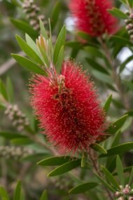 – Weeping Bottlebrush – Weeping Bottlebrush Tree – Red Bottlebrushمن أسمائها المتداولة : كاليستيمون – كاليستيمون صفصافي – شجرة فرشاة الزجاج – فرشاة الزجاج الأحمر