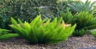 من أسمائها المتداولة: إسباركس ذيل القط، ذيل القط، سرخس الهليون، سرخس الزمرد، Asparagus Fern، Foxtail Fern، Emerald Fern