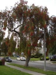 – Weeping Bottlebrush – Weeping Bottlebrush Tree – Red Bottlebrushمن أسمائها المتداولة : كاليستيمون – كاليستيمون صفصافي – شجرة فرشاة الزجاج – فرشاة الزجاج الأحمر