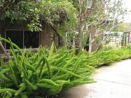 من أسمائها المتداولة: إسباركس ذيل القط، ذيل القط، سرخس الهليون، سرخس الزمرد، Asparagus Fern، Foxtail Fern، Emerald Fern