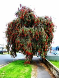 – Weeping Bottlebrush – Weeping Bottlebrush Tree – Red Bottlebrushمن أسمائها المتداولة : كاليستيمون – كاليستيمون صفصافي – شجرة فرشاة الزجاج – فرشاة الزجاج الأحمر
